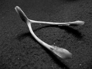 Making a wish with a wishbone